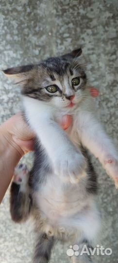 Котята мальчики в добрые руки