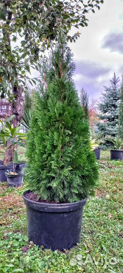 Туя Смарагд