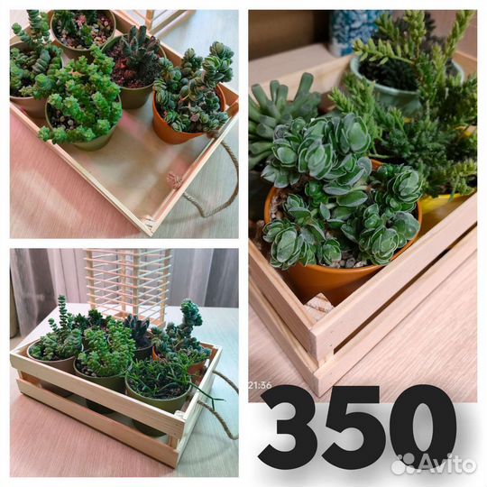 Кашпо, подставки, ящики для растений