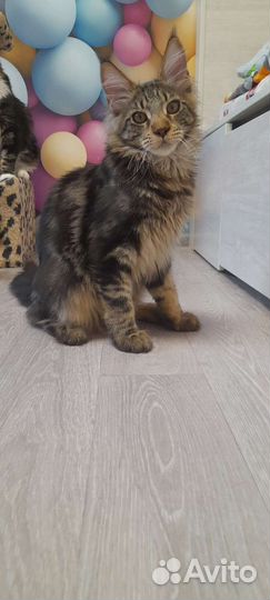 Котята мейн кун