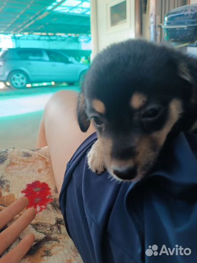 Отдам щенка в добрые руки бесплатно