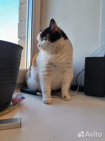 Кошка Кнопа