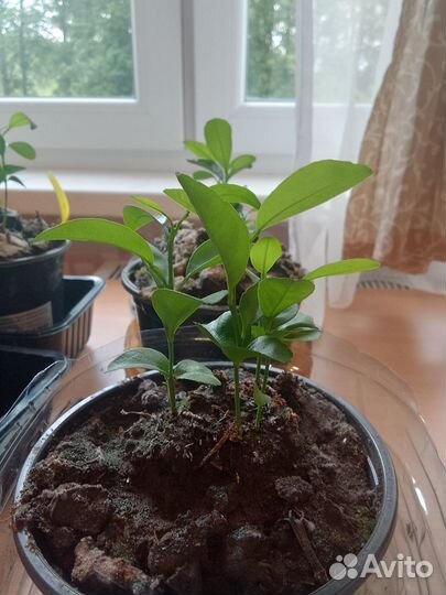 Саженцы мандарина