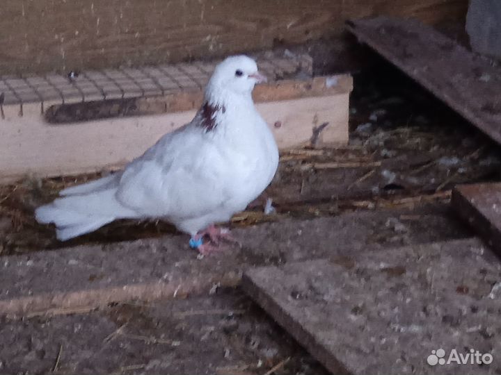 Ижевские голуби