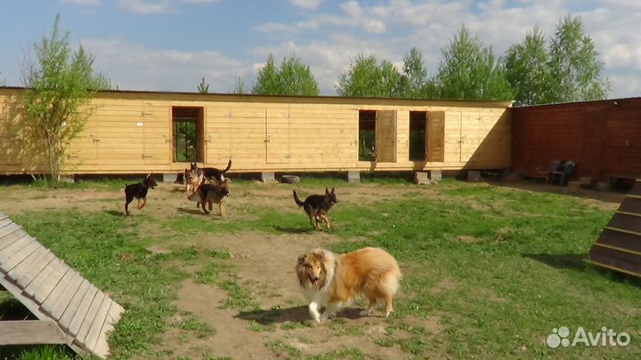 Дрессировка собак. Гостиница