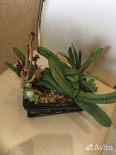 Композиция из суккулентов (торг)