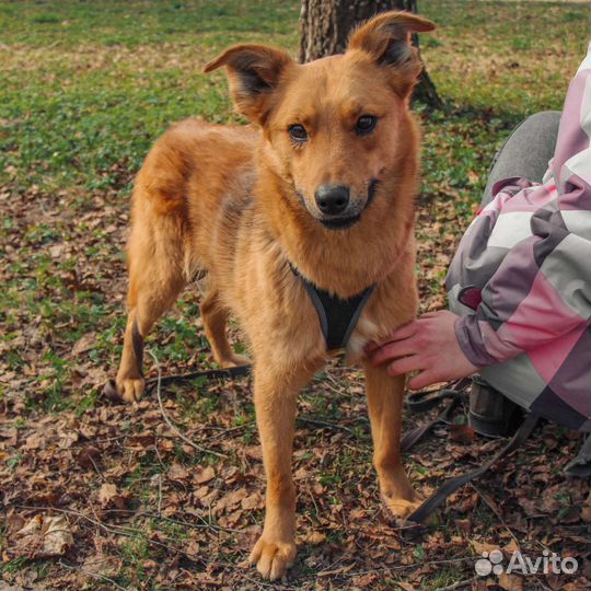 Овчарка в добрые руки метис шпиц