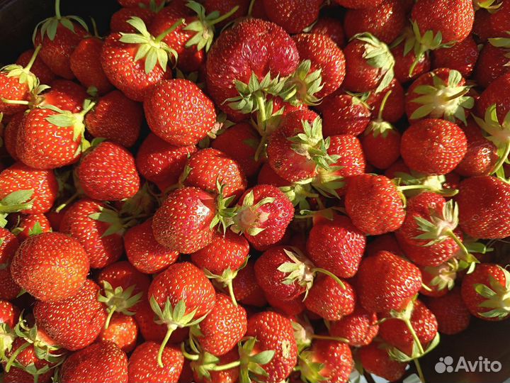 Клубника свежая