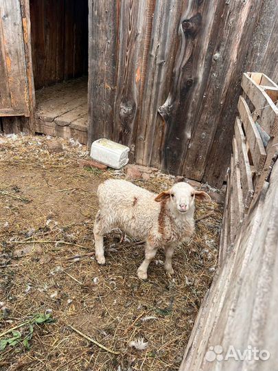 Нубийские козы