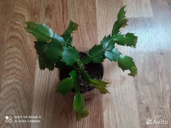 Декабрист шлюмбергера