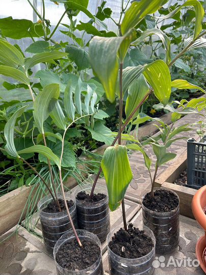 Продам цветы: купена и питуньи