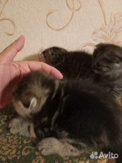 Шотландские котята