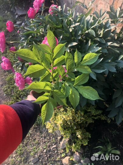 Аморфофаллус