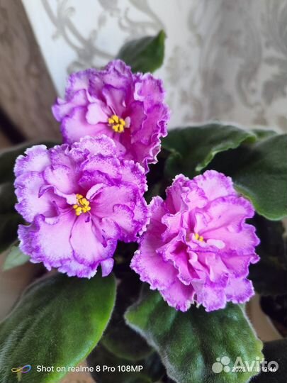 Фиалка сортовая, черенки, взрослые цветущие