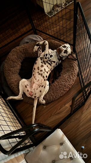 Вольер для собак в квартиру