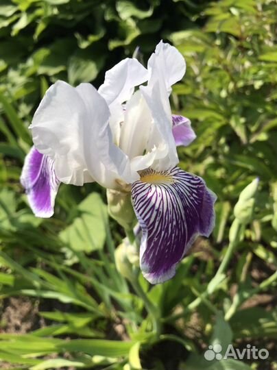 Ирисы
