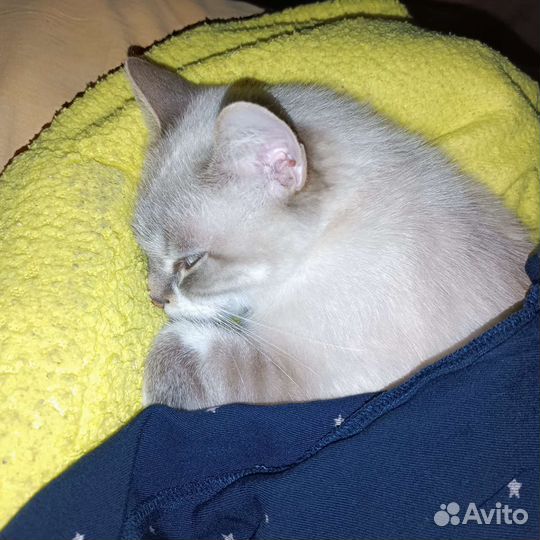 Ждём котика