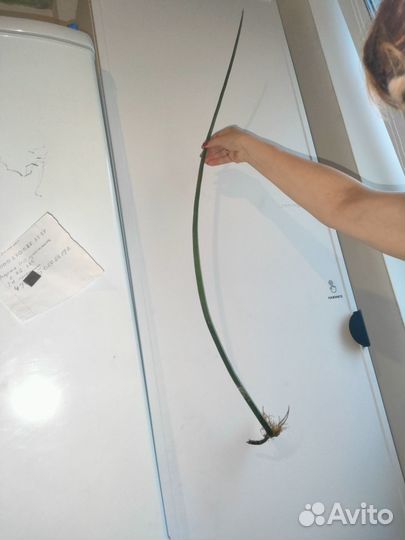 Сансевиерия