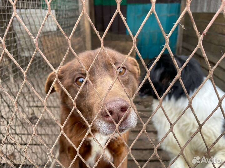 Собака ищет дом