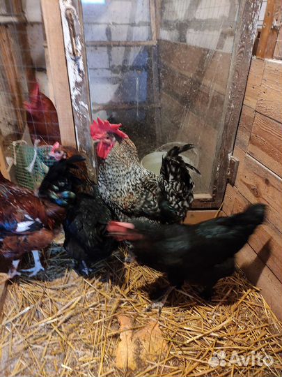 Молодые петухи