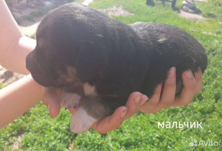 Метис бигля