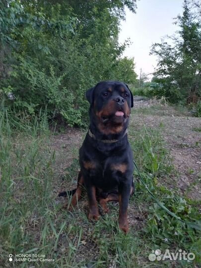 Вязка ротвейлера