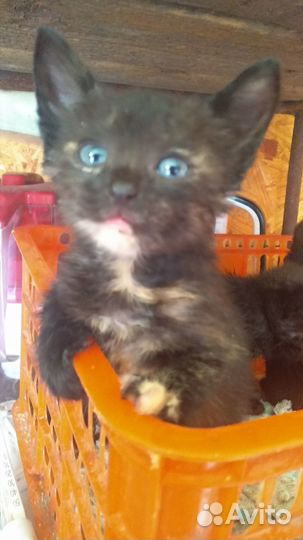 Отдам котят в добрые руки