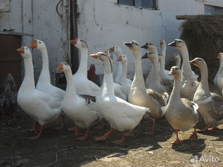 Инкубационное яйцо Гуся