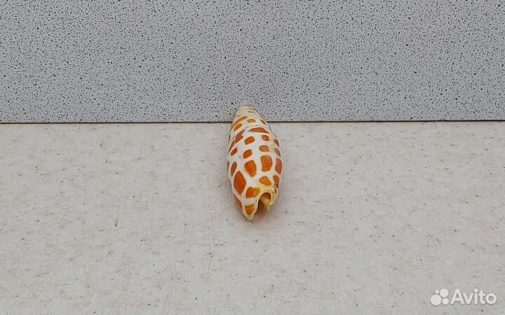 Митра Митра 6,7 морская ракушка раковина