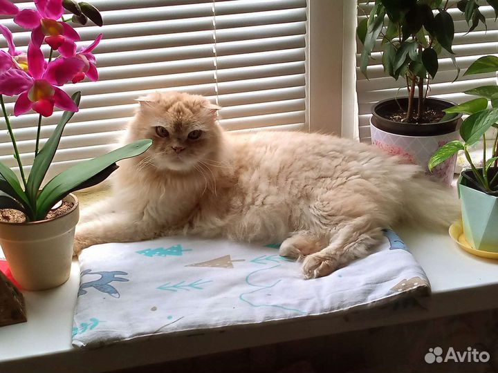 Передержка кошек