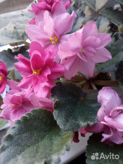 Фиалка полумини