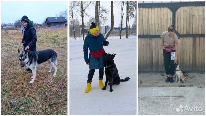 Услуги кинолога
