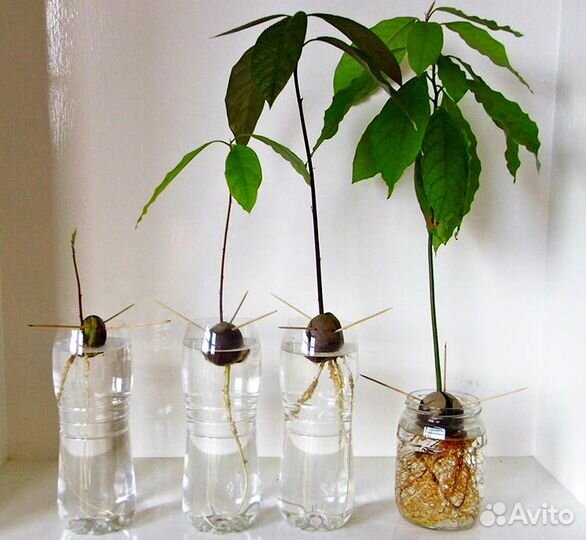 Авокадо растение