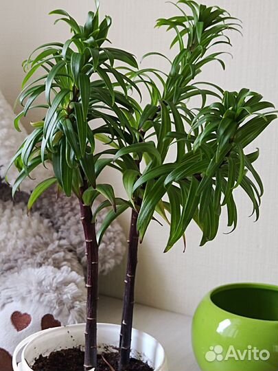 Лилия красная