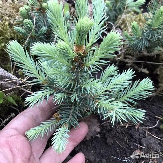 Ель голубая глаука