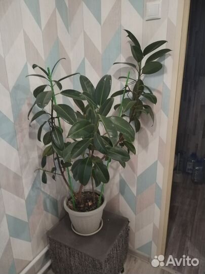 Фикус каучуконосный