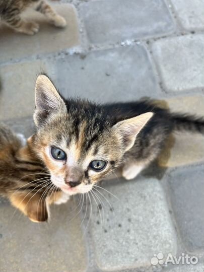 Вислоухие котята бесплатно