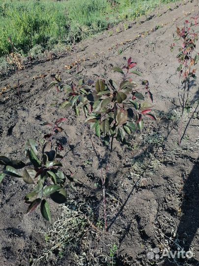 Саженцы декоративной яблони недведзского роялти