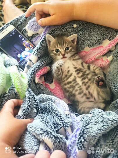 Отдам котика в добрые руки