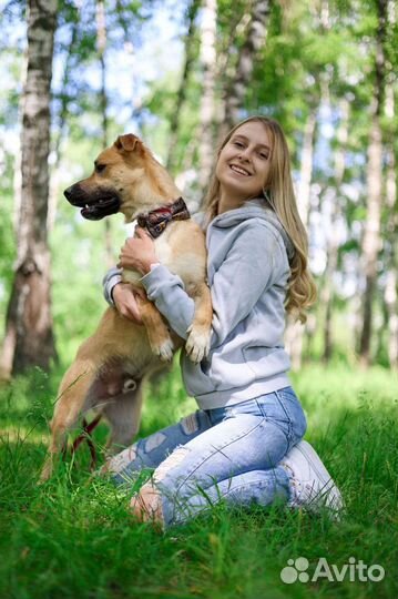 Рыжий пёсик из приюта