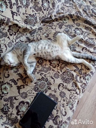 Милый Котик Тим 2года