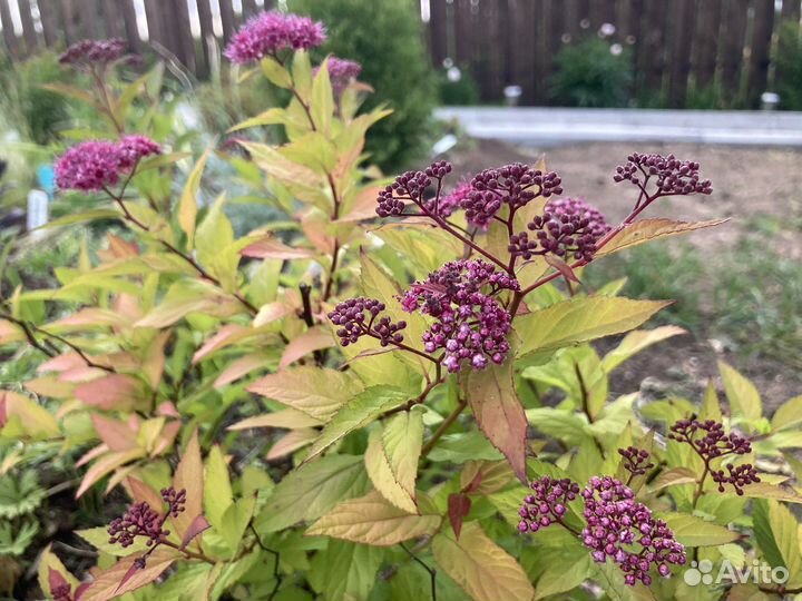 Спирея японская