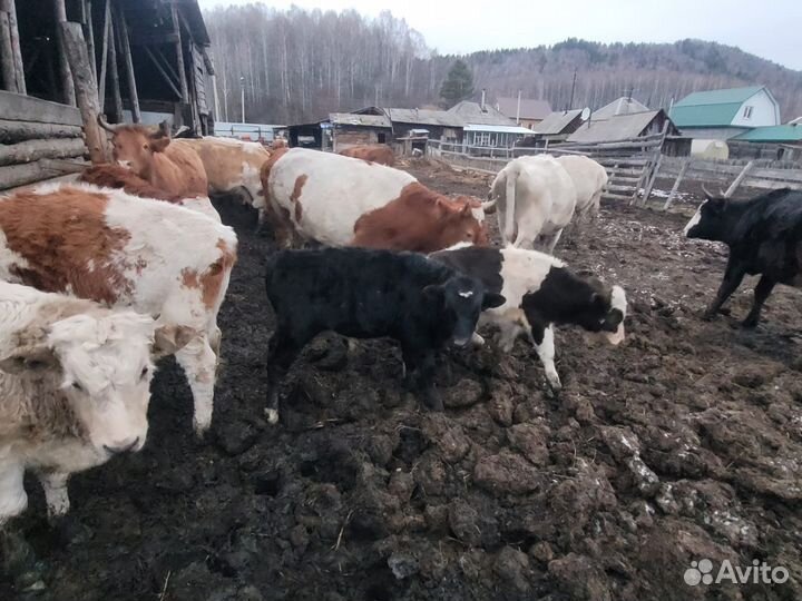 Коровы телки