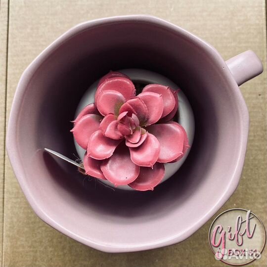 Подарочный бокс «Nature» кружка, суккулент, кофе