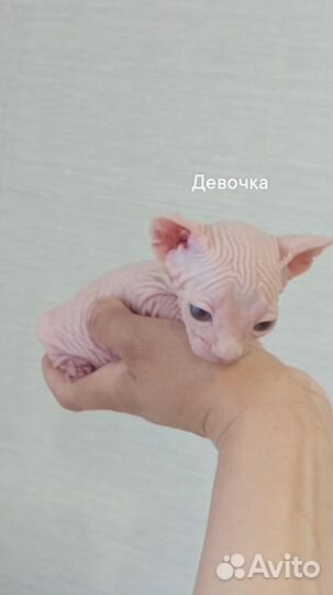 Канадский сфинкс котенок