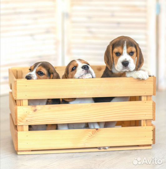 Бигль мальчик и девочка с родословной