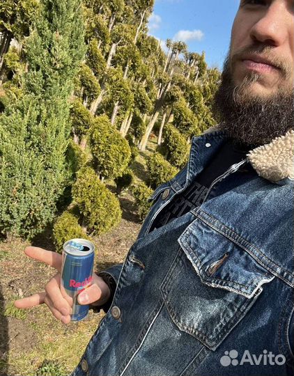 Можжевельник Блю Эрроу из питомника с доставкой