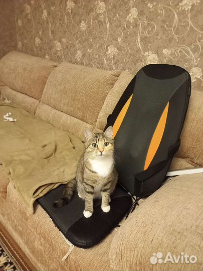 Кошечка Сима