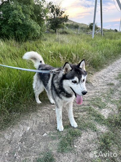 Хаски в добрые руки