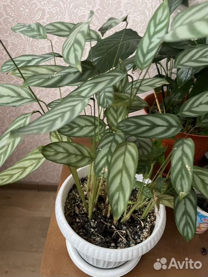 Суккулент золотой ус Хлорофитум сансеви декабрист